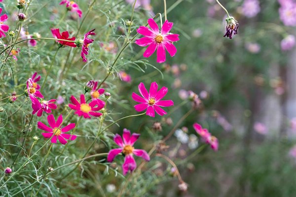 Décorer et aménager son jardin : idées et inspirations
