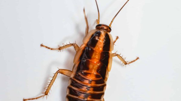 Comment se débarrasser des cafards dans ma maison ?